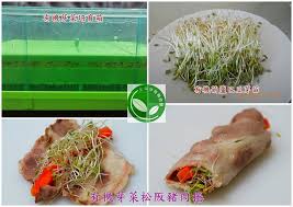 pin on organic sprouts