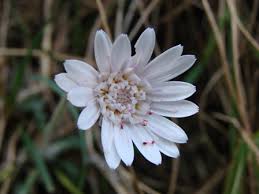 Image result for Gerbera piloselloides