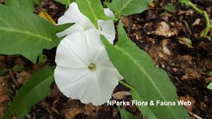 Image result for Ipomoea aquatica