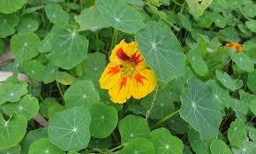 Nasturtium seeds can be collected when ripe and saved to sow next year. How Do I Harvest Nasturtium Seeds