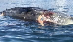Fenomena paus sperma yang meledak paus yang meledak (exploding whale) atau tepatnya bangkai paus yang meledak. Nusabali Com Bangkai Paus Sperma Seberat 2 Ton Ditemukan Mengapung