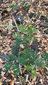 Image result for Elephantorrhiza