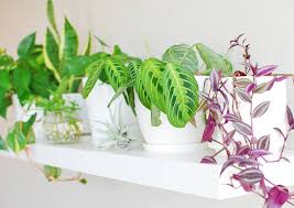 September 29, 2019 / 10 comments. 13 Indoor Plant Shelf Ideas You Ll Want To Copy Now Ohmeohmy Blog