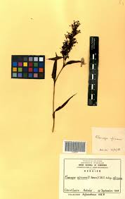 Image result for Floscopa africana