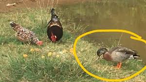 1/2 çay bardağı anne sütü veya devam sütü. Trevor Bebek Paling Kesepian Di Dunia Mati Warganet As Sarankan Lapor Polisi Tribun Manado