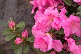 Flowers Lover Azalea Flower Youtube