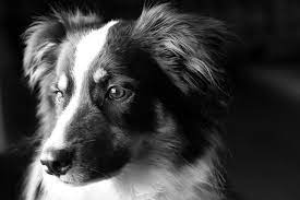black and white dog in black and white black and white dog white dog photography real dog