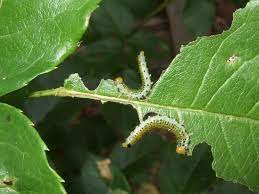 Check spelling or type a new query. 18 Common Rose Diseases Pests And Remedies Florgeous