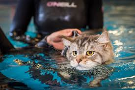Perhaps your cat was swimming underwater, quite happily (and unrealistically!) don't worry if your dream doesn't make sense. Hydrotherapy Fitzpatrick Referrals