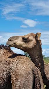 Price For Camel And Other Animal Meat In Israel - 2022 - Charts And Tables  - Indexbox.