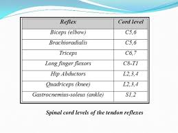 reflexes present in infants