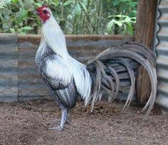 Nothing like copper lamps to emphasize the delicate tones of this model. 350 Gallos Ideas In 2021 Rooster Game Fowl Fighting Rooster
