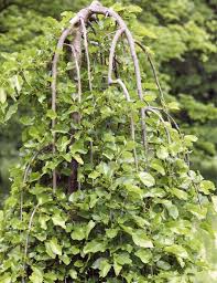 Weisse Maulbeere Pflegeleichter Schattenspender Maulbeere Weisse Maulbeere Maulbeerbaum