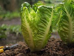 Maybe you would like to learn more about one of these? How To Grow And Harvest Cut And Come Again Lettuce For Perpetual Salad Greens