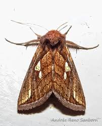 Image result for Plusia putnami