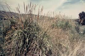 Image result for Cenchrus macrourus