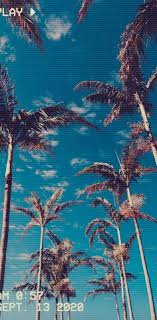 Life is better with palm trees. Aesthetic Palm Trees Wallpaper By Dachikennoodlsooper 36 Free On Zedge
