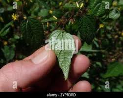 Image result for Triumfetta annua