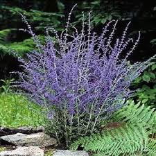 Image result for perovskia atriplicifolia 'little spire'