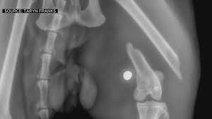 Metro imaging has been the model for outpatient imaging in the greater st. X Ray Reveals Feral Orangevale Cat Was Shot