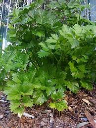 If you want to learn saderi in english, you will find the translation here, along with other translations from malay to english. Category Apium Graveolens Wikimedia Commons
