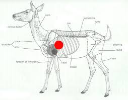 Pin By Garvie Garzo On Anatomy For Art Animals Whitetail