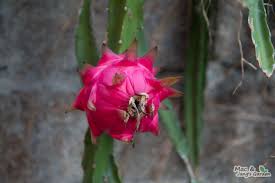 Therefore, it order to grow dragon fruit, you'll need to plant it near a fence, build a trellis, or a climbing pole. How To Grow Pitaya Dragon Fruit Snap Hydroponics Nutrient Solution