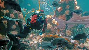 We did not find results for: Easter Dive 2020 Vancouver Aquarium Youtube