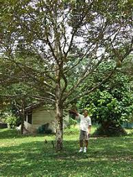 They also have difficulty with hard stems, the papery outer layers of onions, and too much citrus waste like orange peels (make sure it's. Durian Wikipedia
