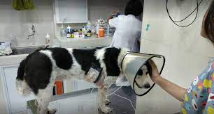 At the clinic our state licensed veterinarians and professional staff will ask you a few questions about your pet's lifestyle. Best English Speaking Vet Clinics In Jakarta Flokq Coliving Jakarta Blog