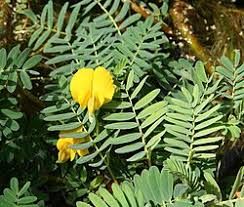 Image result for Aeschynomene mossoensis