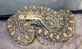 On the milk snake and sonoran mountain king snake, the red bands are bordered by black. Supermom Vs The Snake Paging Supermom