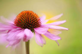 I have collected the seeds from the dried ones and am spreading them all over my gardens, i love them so much! 24 Great Varieties Of Echinacea Coneflower
