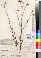Image result for Anisopappus chinensis