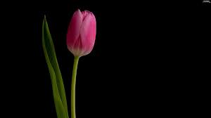 Tulip Flowers Hd Wallpapers Free Download Tulips Flowers Tulips Black Tulips