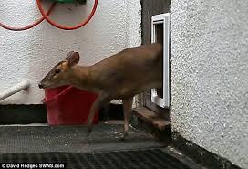 Muntjac deer information and care. Strawberry A Muntjac Deer Becomes A Family Pet Daily Mail Online