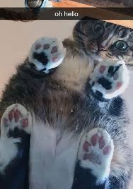In a surprise to no one, there are a plethora of photos online of cats sitting on glass tables and surfaces because. 30 Hilarious Reasons Why Every Cat Owner Should Get A Glass Table Bored Panda