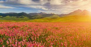 Maybe you would like to learn more about one of these? Trek To Valley Of Flowers A Must Have Experience For 2021