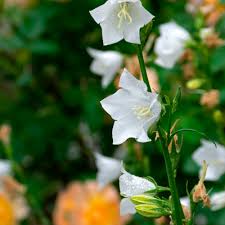 Image result for Pupalia grandiflora