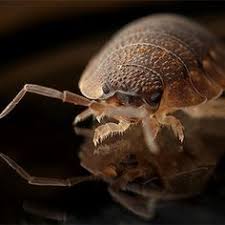 We've partnered with the best exterminators near you to give you the peace of mind of only working with the best. Residential And Commercial Pest Control