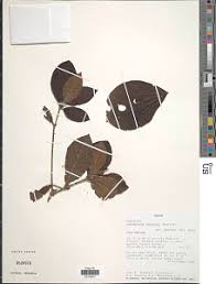 Image result for Psydrax mutimushii