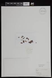 Image result for Monothecium glandulosum