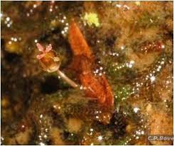 Image result for Tristicha trifaria