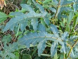 Image result for Solanum richardii