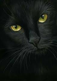 Big Black Cat Yellow Eyes Black Cat With Yellow Eyes Black Cat Art Cat Portraits Cat Art