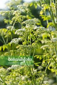 Image result for Conium