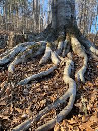 General 6 — Wooden Eye Resource Management