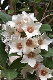 Image result for Rothmannia globosa