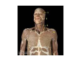 See more ideas about muscle, muscle anatomy, muscle names. Solved Identify The Muscles Of The Thigh A Name Of Mus Chegg Com