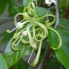 Image result for Turraea floribunda